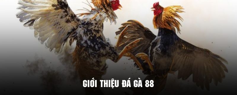 Đá Gà 88 - Phiên Bản Giải Trí Cực Hot Tại Hệ Thống 78win 2 Tìm hiểu tổng quan về phiên bản đá gà 88 cực kỳ nổi tiếng