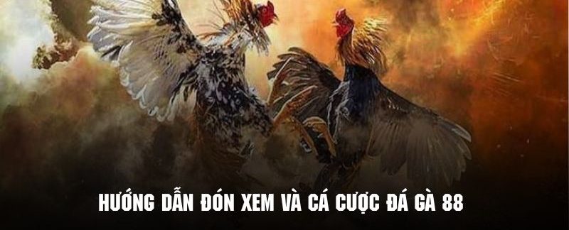 Đá Gà 88 - Phiên Bản Giải Trí Cực Hot Tại Hệ Thống 78win 4 Thao tác đón xem những trận đá gà cực kỳ hấp dẫn tại 789win