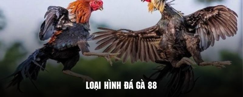 Đá Gà 88 - Phiên Bản Giải Trí Cực Hot Tại Hệ Thống 78win 3 Điểm qua một số loại hình đá gà 88 cực kỳ hấp dẫn