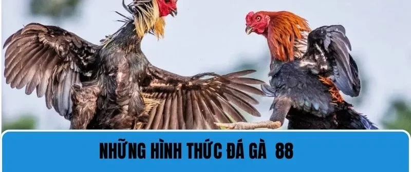 Trực Tiếp Đá Gà 88 - Trải Nghiệm Chất Lượng Cá Cược Đỉnh Cao 3 Giới thiệu từng hình thức trực tiếp đá gà 88